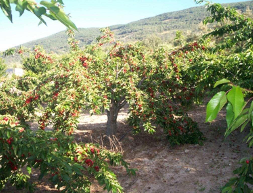 Las Calabazas Barrado Rum bild